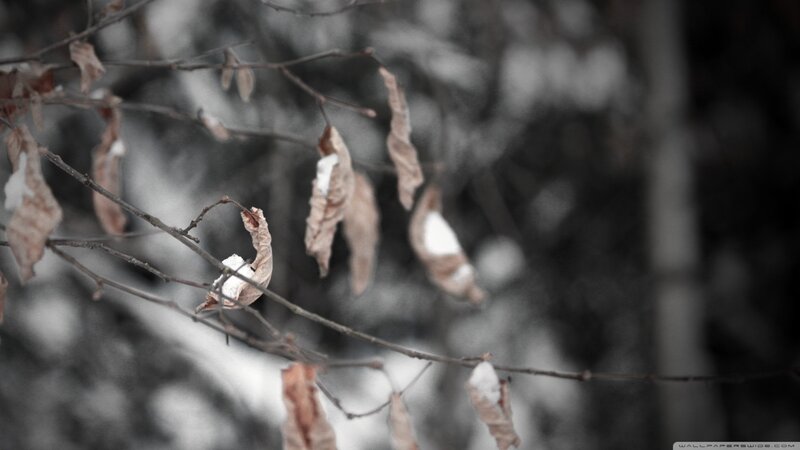 Dried Leaves on Branches — Brown, Somber