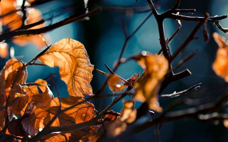 Dried Leaves on Branches — Orange, Dramatic