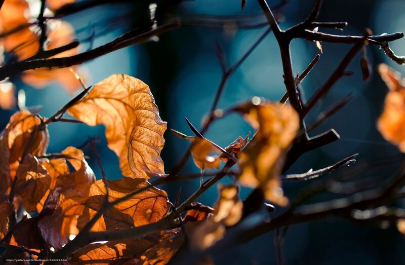 Dried Leaves on Branches — Orange