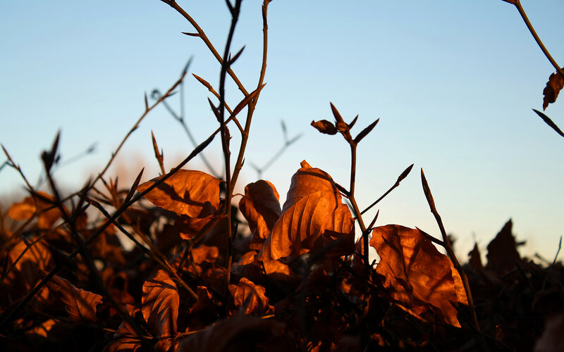 Dried Leaves on Branches