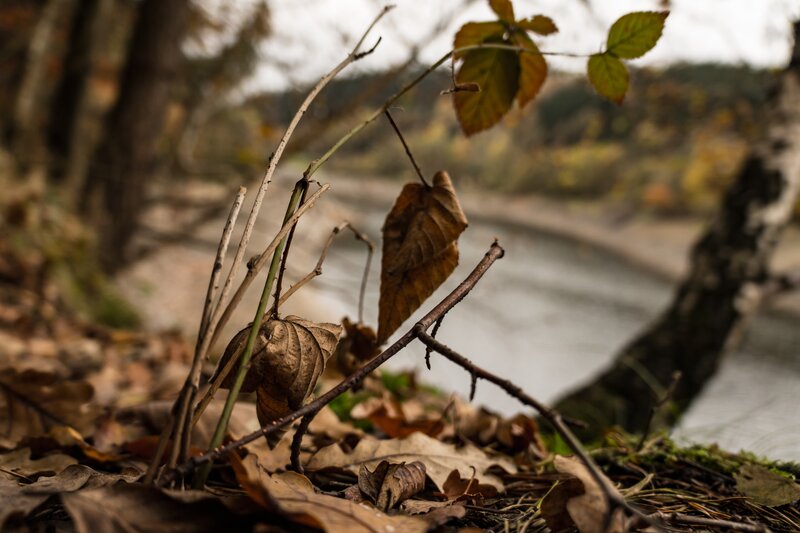 Dried Leaves on Forest Floor — Brown