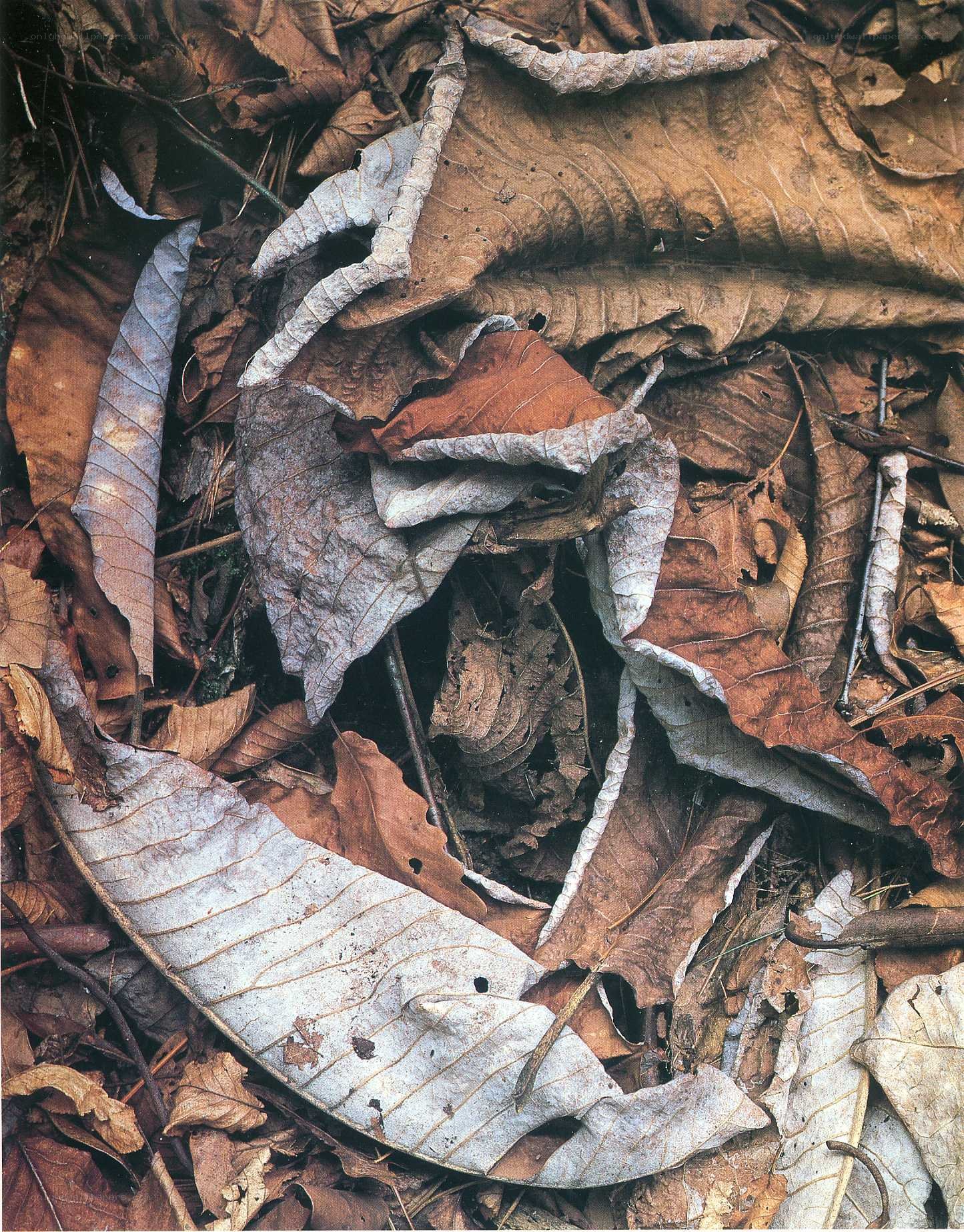 dried leaves on forest floor