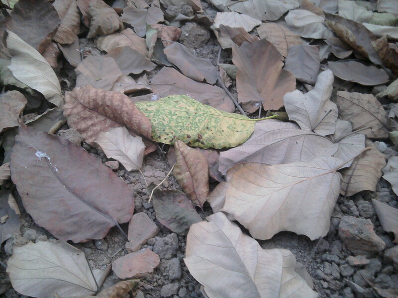 Dried Leaves on Ground — Brown