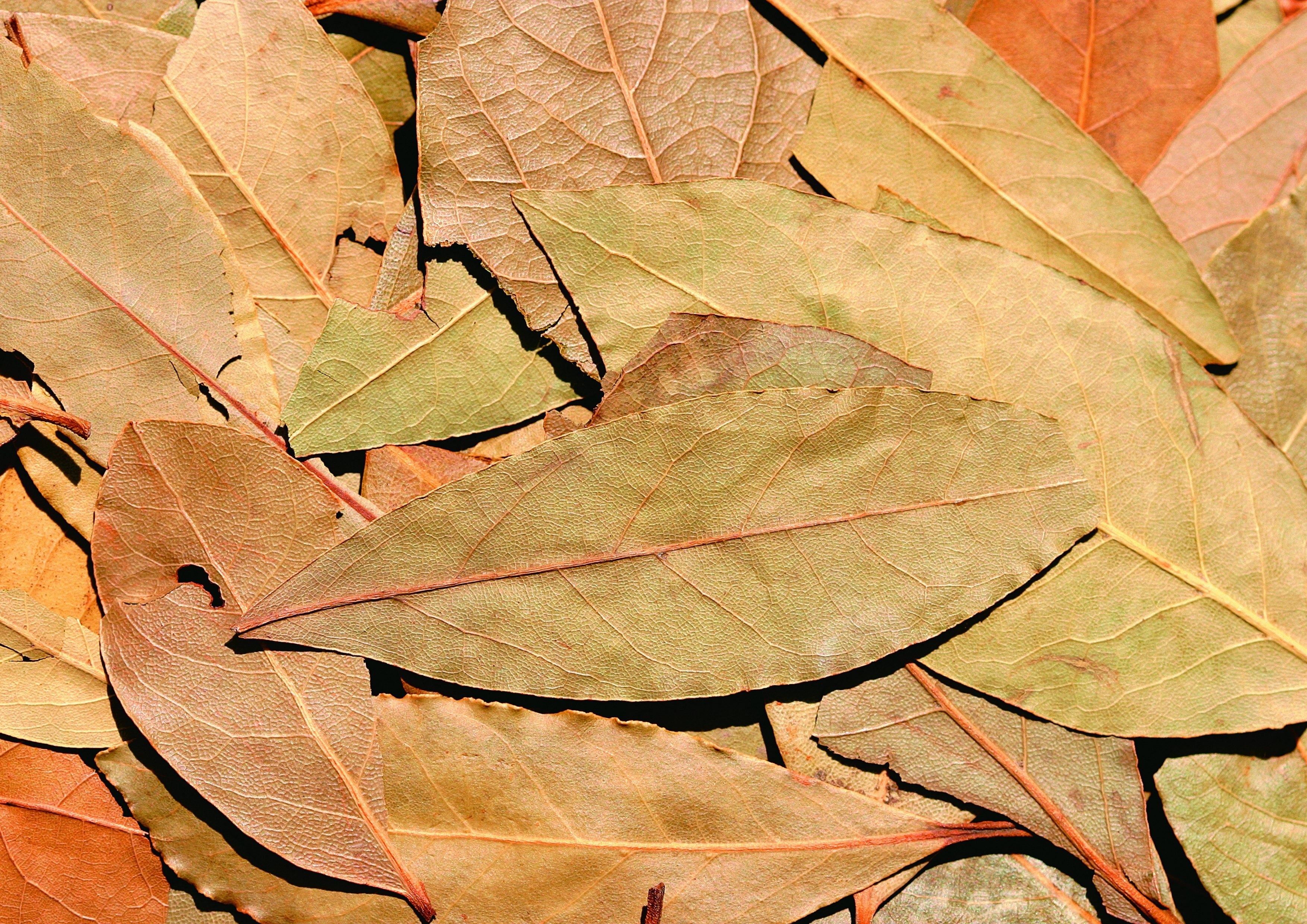 dried leaves on ground