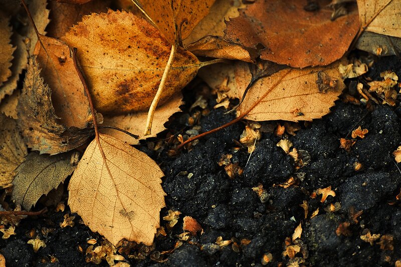Dried Leaves on Soil