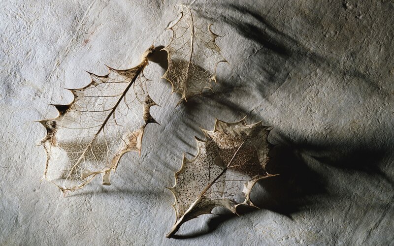 Dried leaves on stone surface
