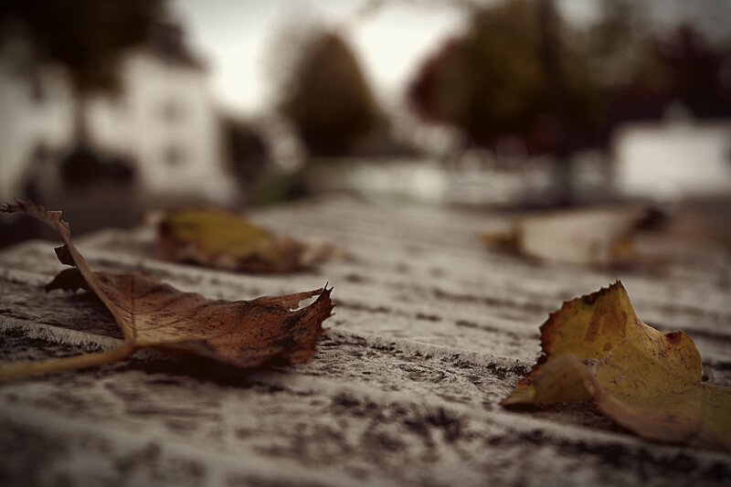 Dried Leaves on Stone