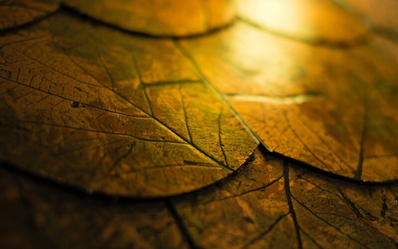 Dried Leaves on Surface — Brown