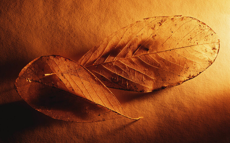 Dried Leaves on Surface
