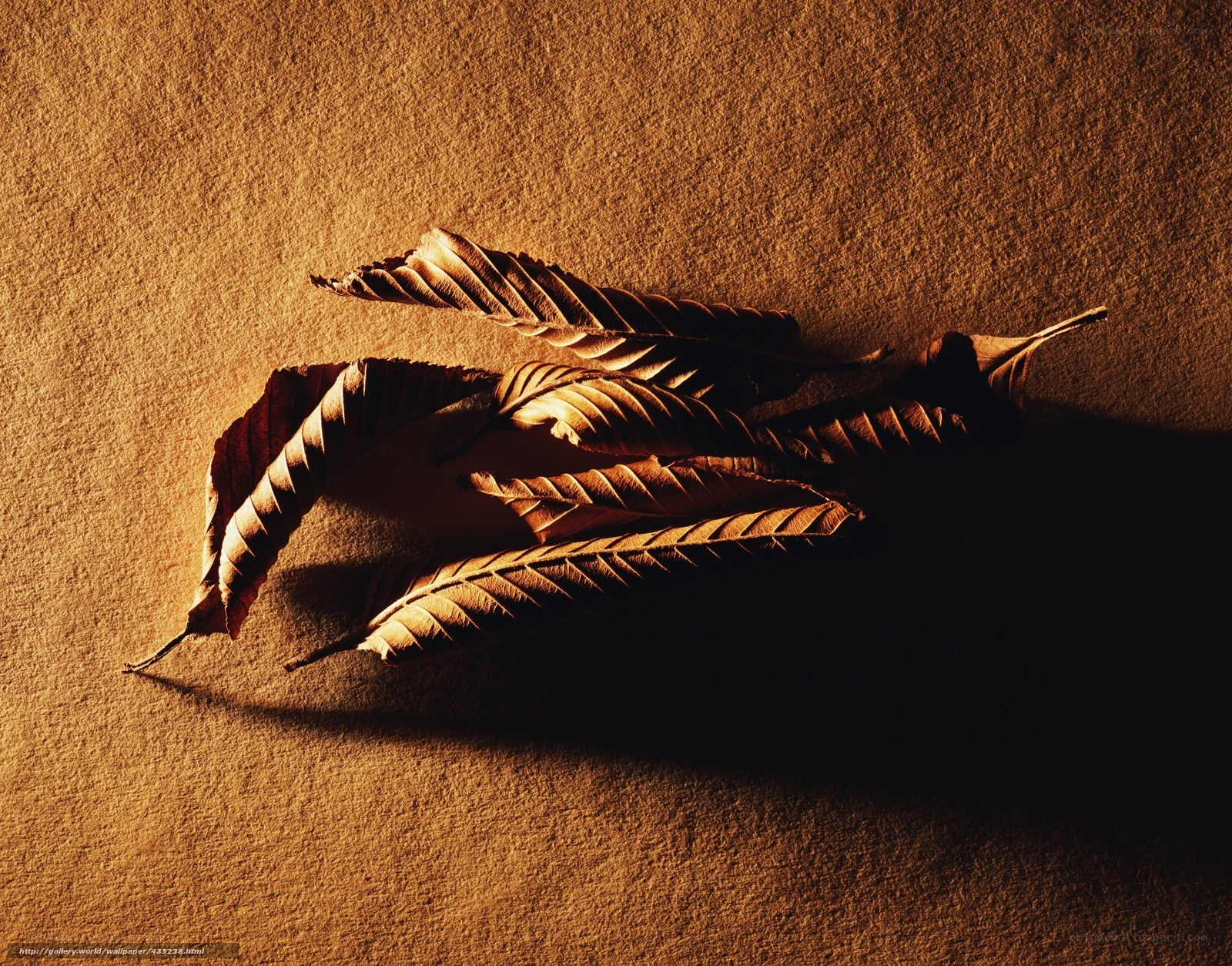 Dried leaves on textured surface