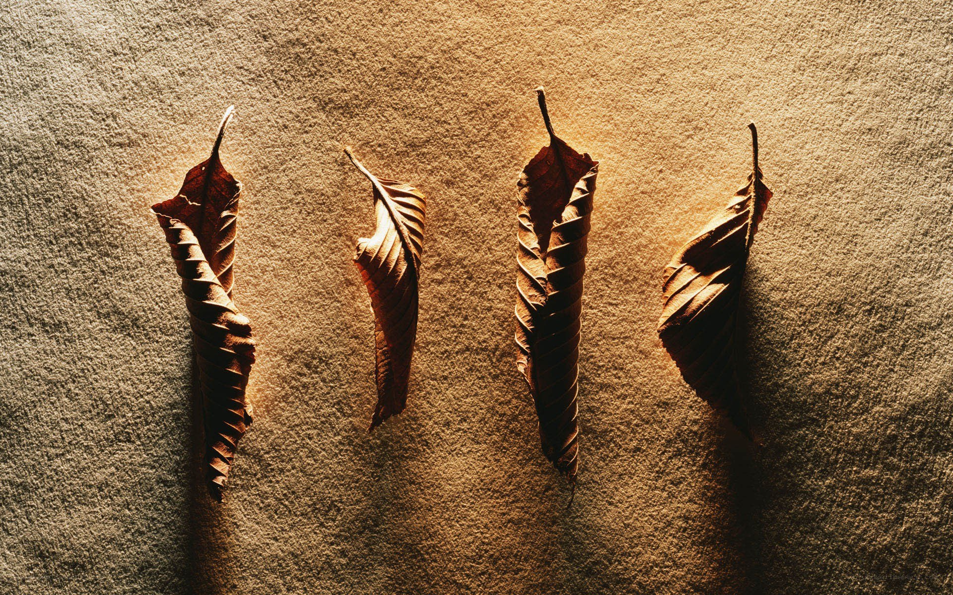 dried leaves on textured surface