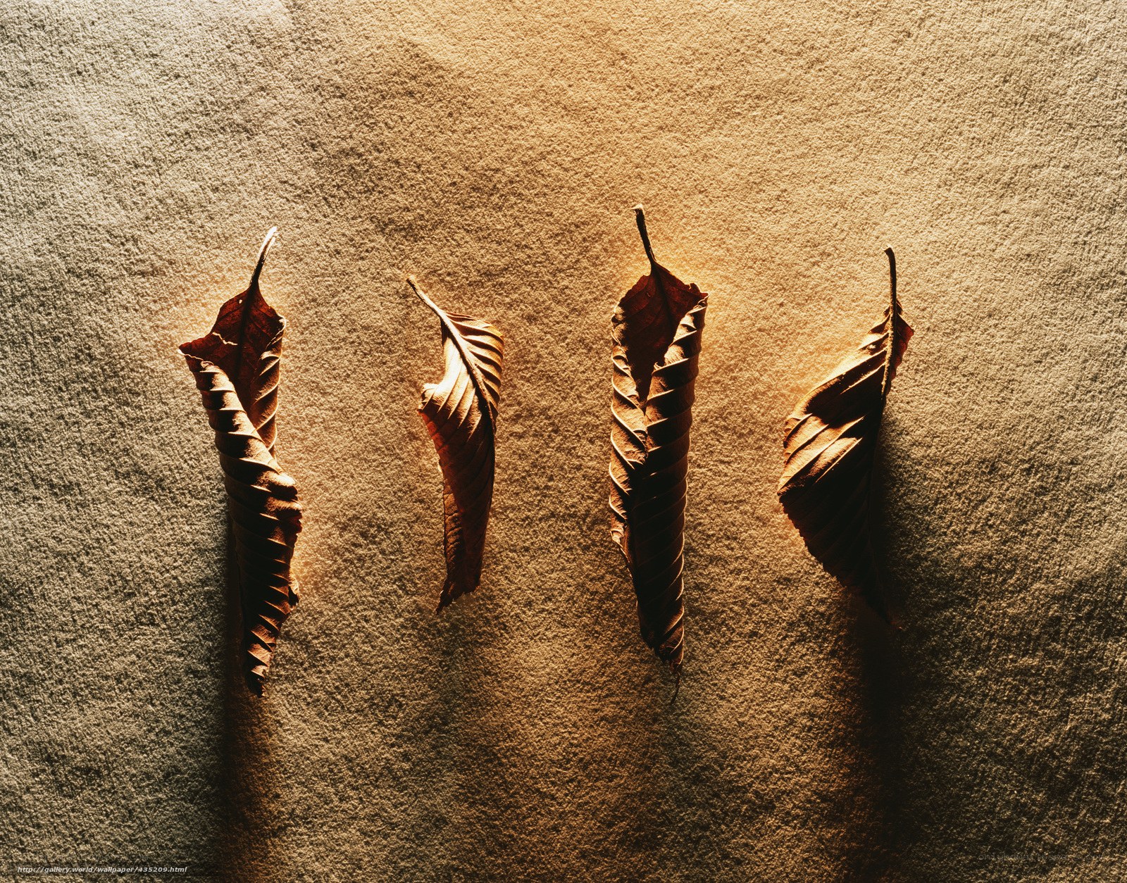 Dried leaves on textured surface
