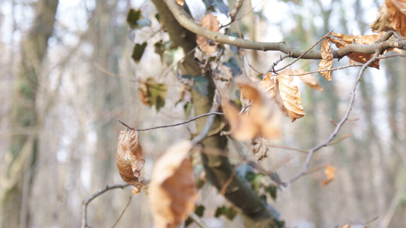 dried leaves on tree branches