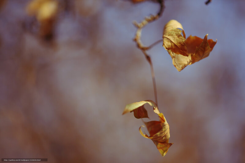 Dried Leaves on Vine