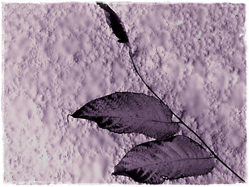 Dried Leaves on Wall