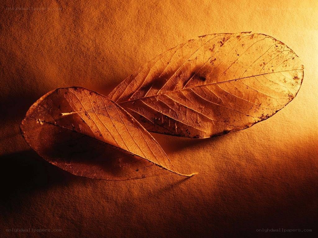 Dried leaves on warm background