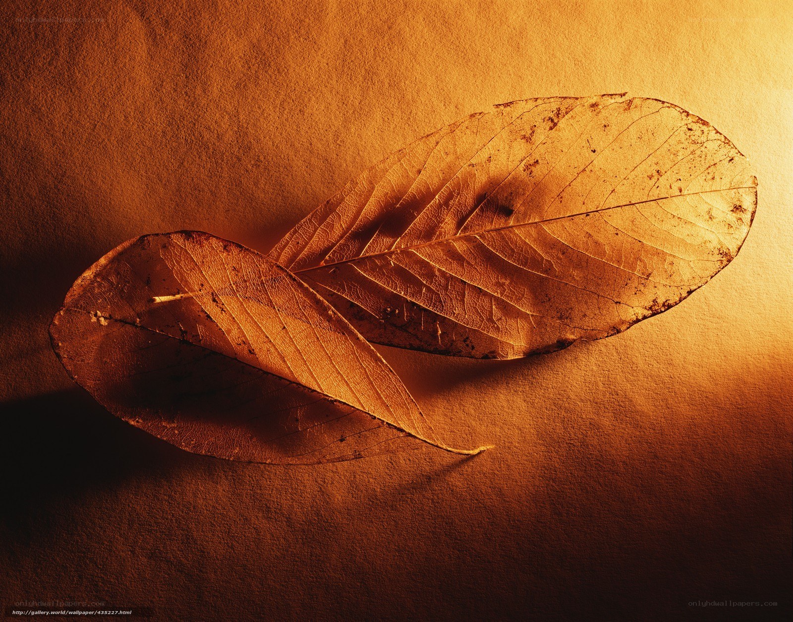 Dried leaves on warm background