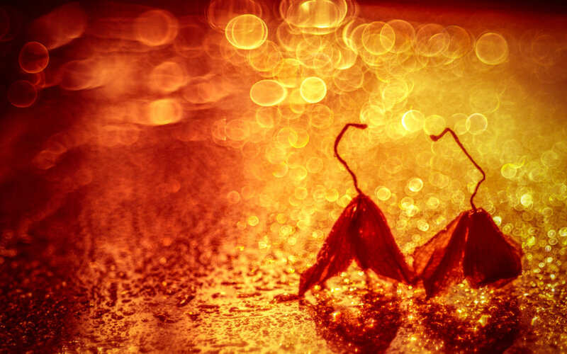 Dried Leaves on Wet Surface