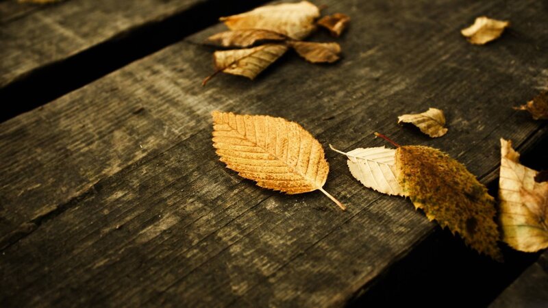 Dried Leaves on Wood — Brown, Calm, Autumn, Photograph