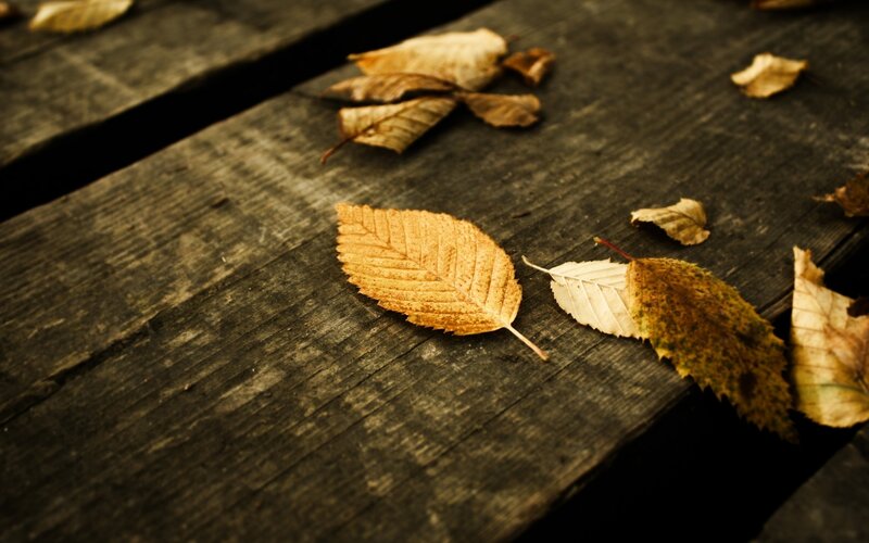 Dried Leaves on Wood — Brown, Calm