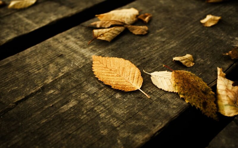 Dried Leaves on Wood — Brown