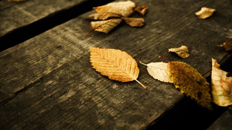 Dried Leaves on Wood