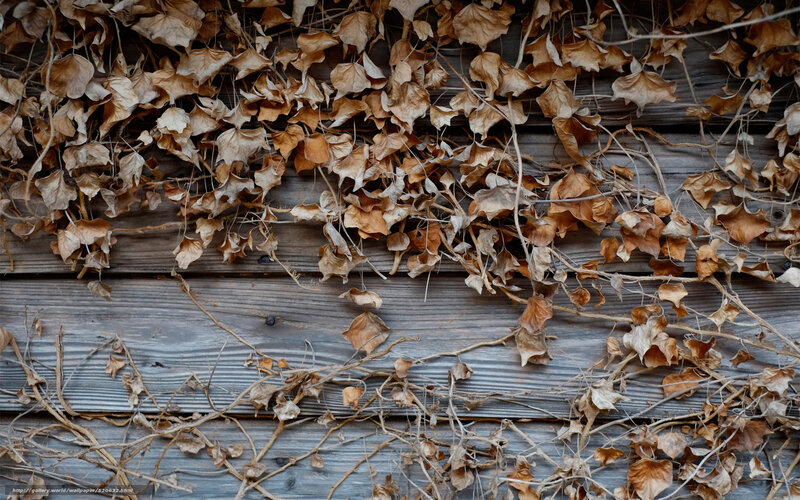 dried leaves on wooden wall
