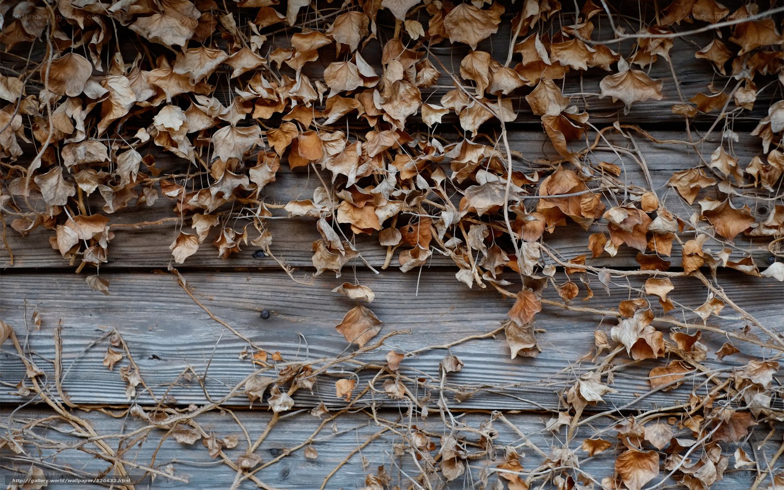 dried leaves on wooden wall