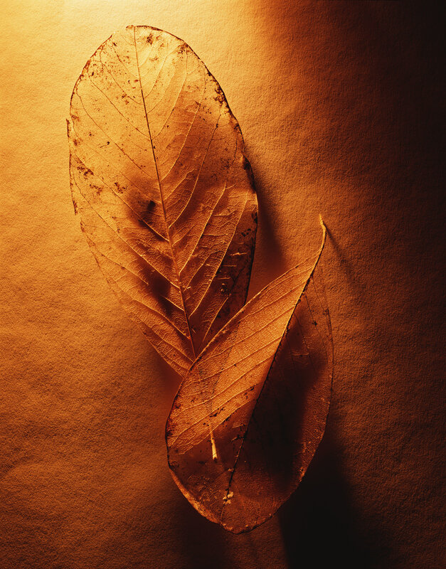 Dried leaves under warm light