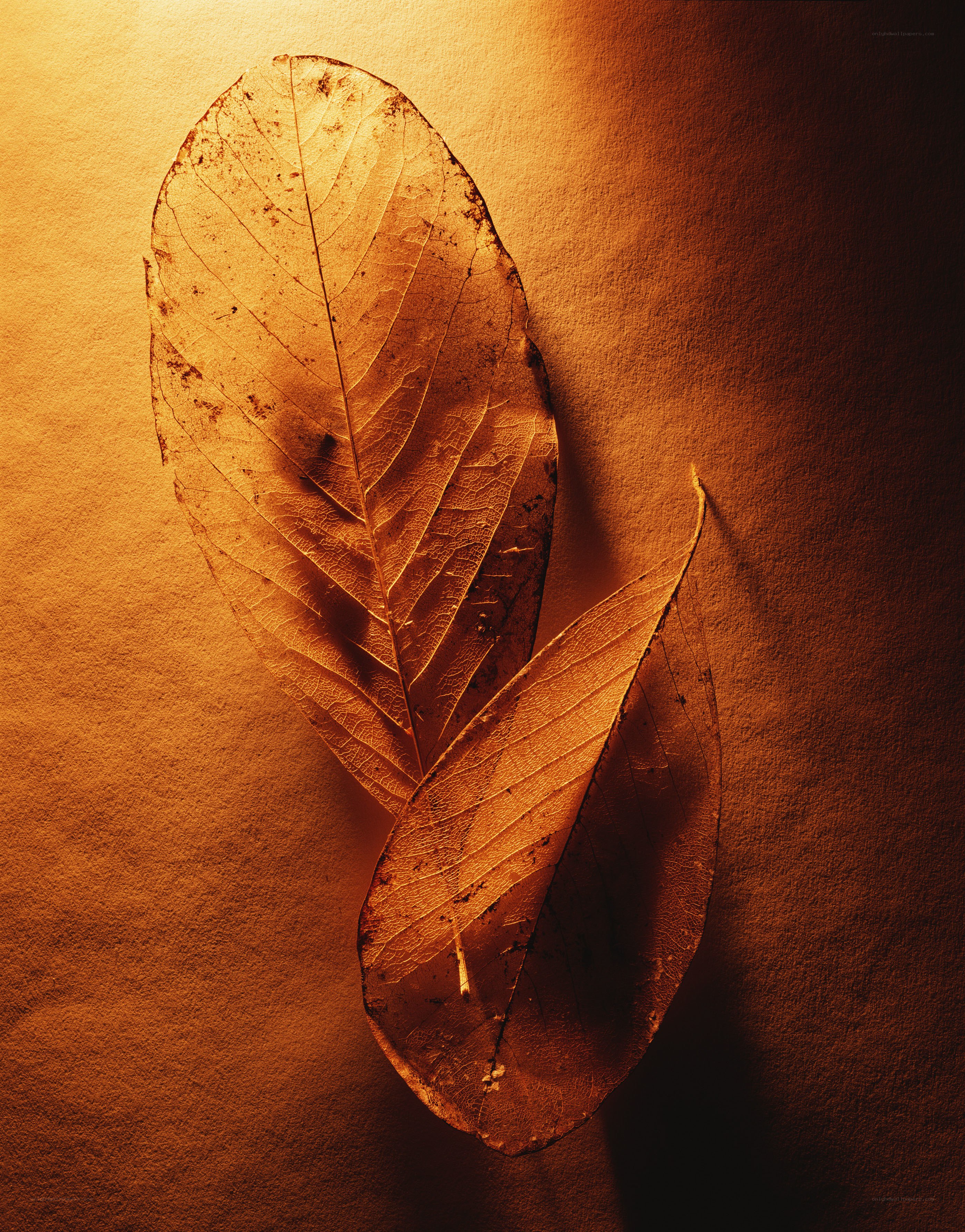 Dried leaves under warm light