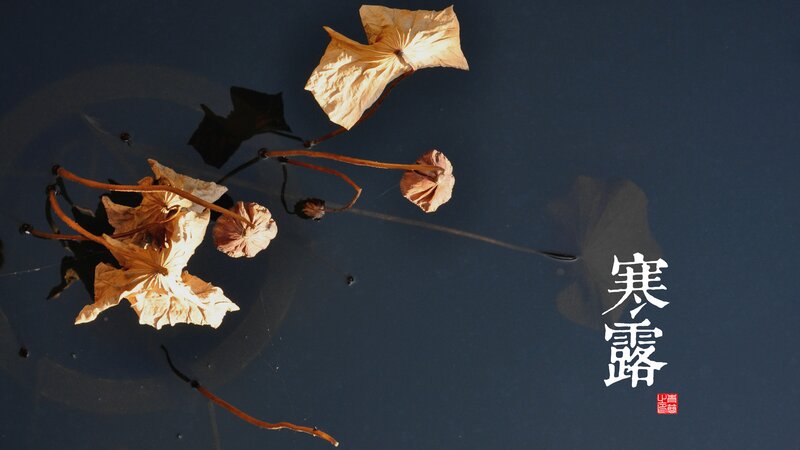Dried Lotus Flowers — Brown