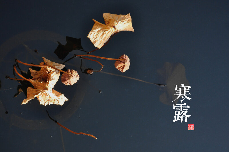 Dried Lotus Flowers