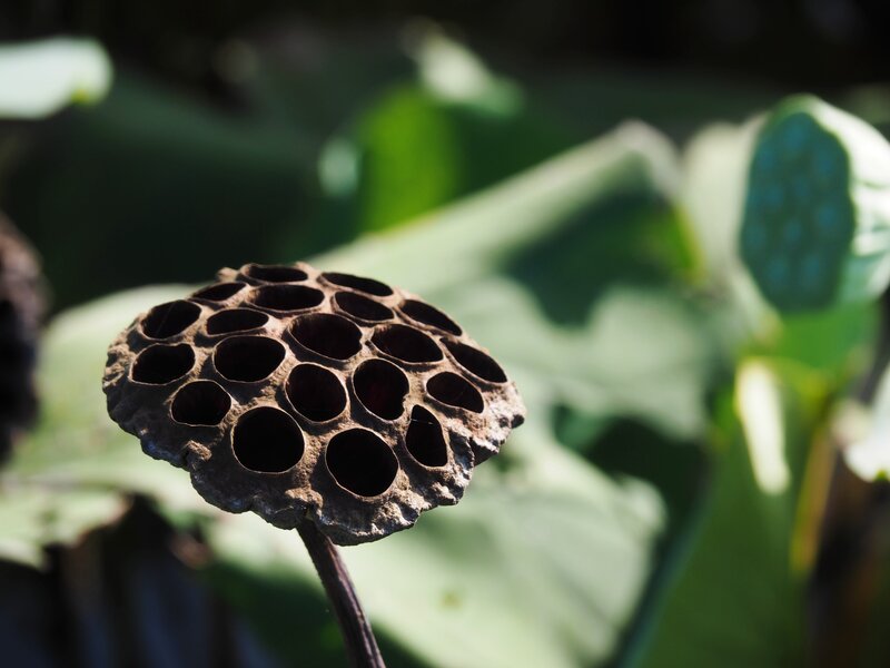 Dried lotus seed pod