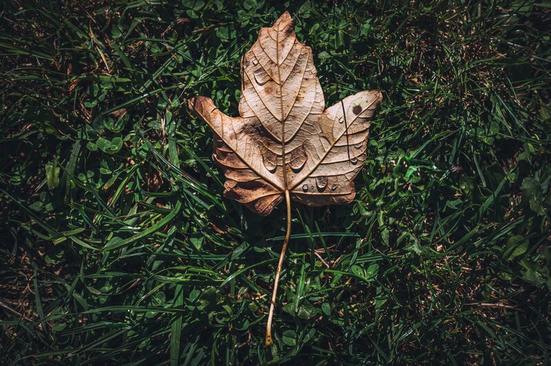 Dried Maple Leaf — Brown, Calm, Autumn, Photograph