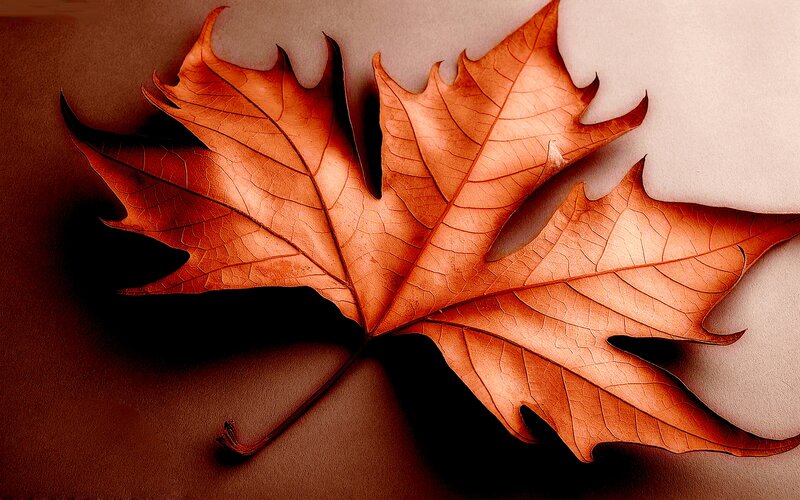 Dried Maple Leaf — Brown, Calm