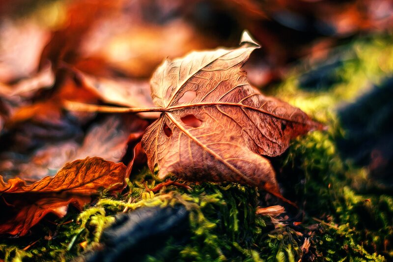Dried Maple Leaf — Brown, Serene