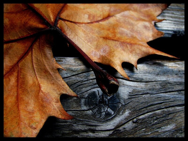 Dried Maple Leaf — Brown
