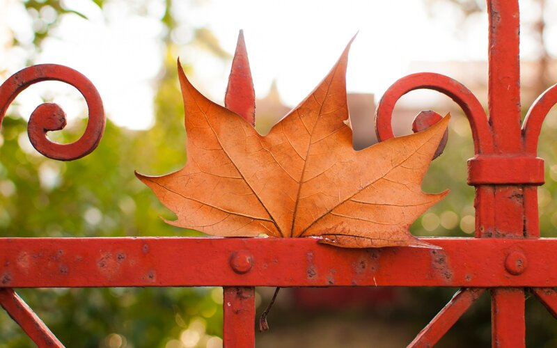 Dried Maple Leaf — Red