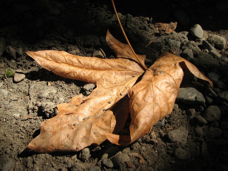 Dried Maple Leaf
