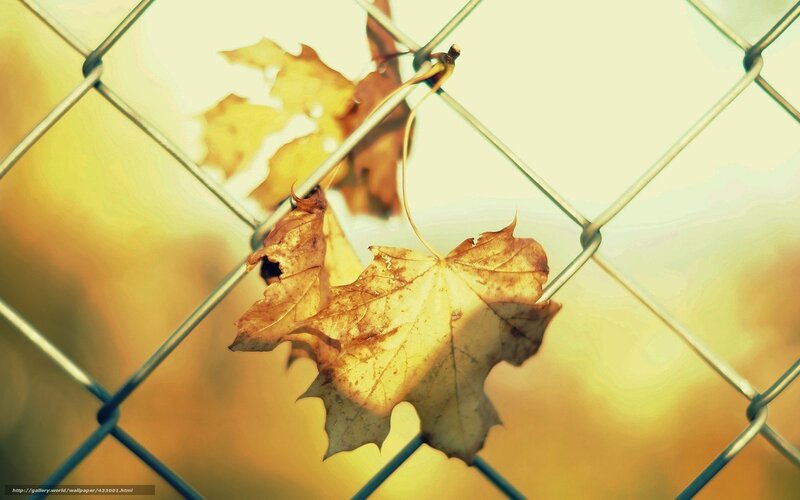 Dried Maple Leaf — Yellow, Serene