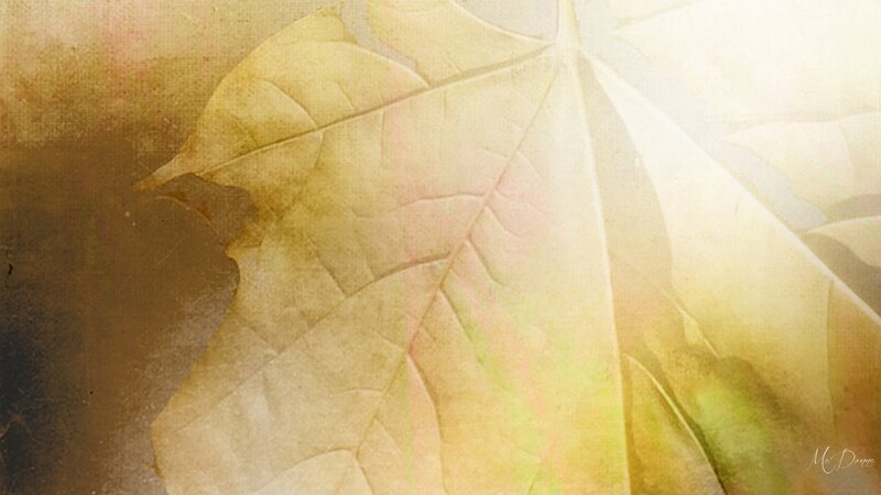 Dried Maple Leaf — Yellow