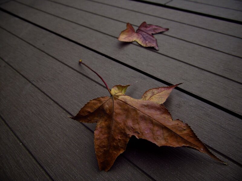 Dried Maple Leaves