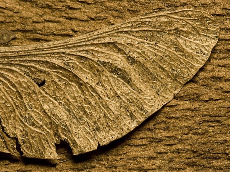 Dried Maple Seed — Brown
