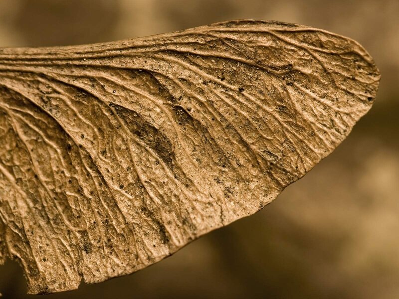 Dried Maple Seed