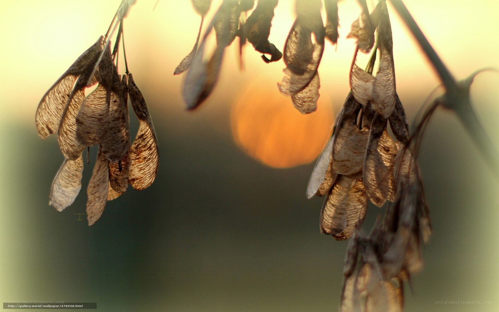 dried maple seeds at sunset