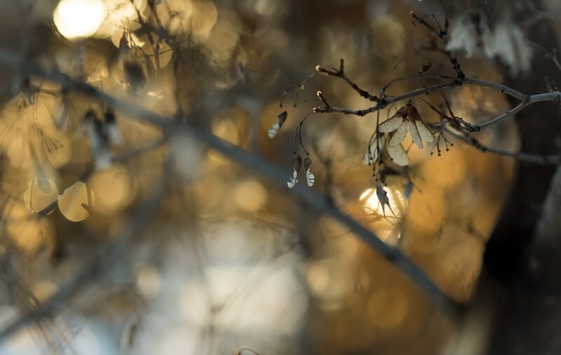 Dried Maple Seeds — Brown