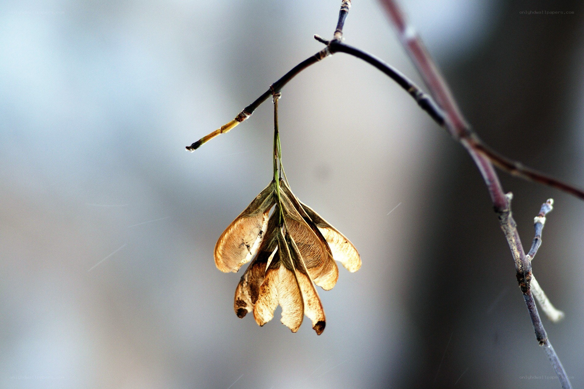 dried maple seeds on a branch
