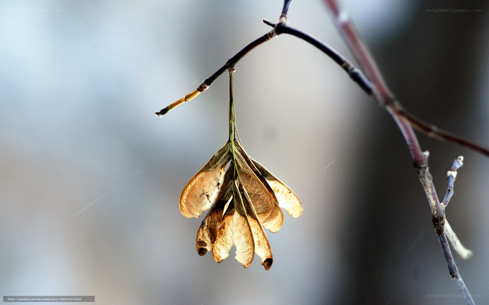 Dried maple seeds on a branch