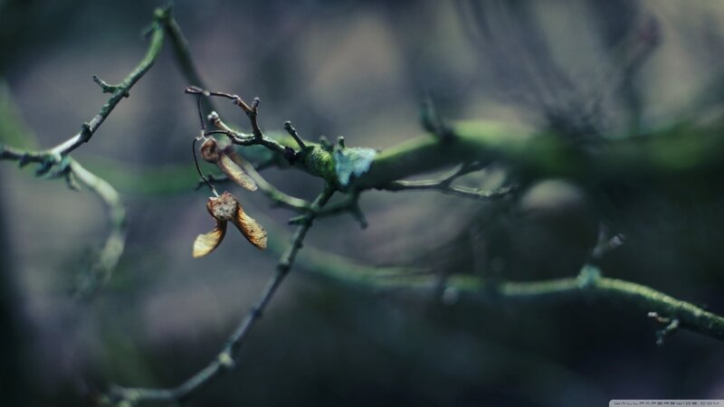 Dried Maple Seeds on Branch