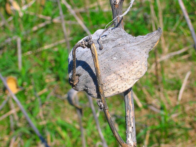 Dried Milkweed Pod — Green